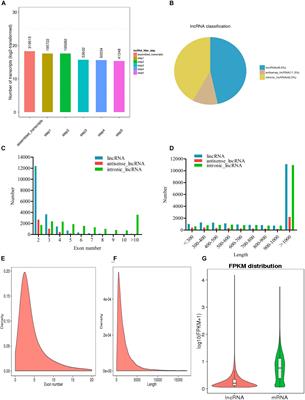 Identification and Analysis of Long Non-coding RNAs in Leuciscus waleckii Adapted to Highly Alkaline Conditions